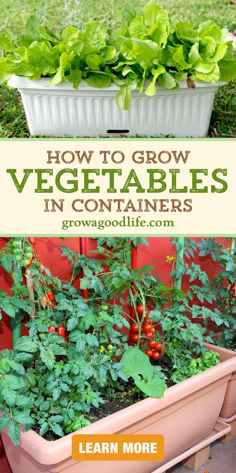 images of a container vegetable garden including a window box of lettuce and a planter with tomatoes herbs and bush beans with overlay text that reads how to grow vegetables in containers learn more at grow a good life dot com How To Container Vegetable Garden, Vegetable Garden Pots Container, How To Use Small Spaces, Grow Your Own Vegetables Small Spaces, Growing Fruit And Vegetables In Pots, Growing Veg In Pots, Pot Plant Vegetable Garden, How To Container Garden, Flower Pot Vegetable Garden Ideas