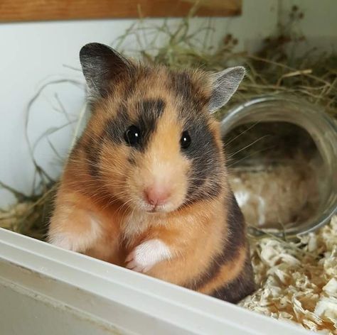 Cute Syrian Hamsters, 40 Gallon Hamster Tank Ideas, Teddy Hamster, Hamster Breeds, Hamster Pics, Hamster Life, Hamster Habitat, Hamster Care, Baby Hamster