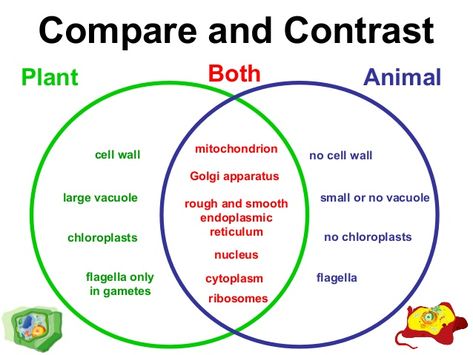 plant and animal cells have organelles. Plant Cells And Animal Cells, Plant Vs Animal Cell Diagram, Plant Vs Animal Cell, Plant Cell Vs Animal Cell, Cell Biology Notes, Cell Project, Animal Cells, Science Cells, Cells Worksheet