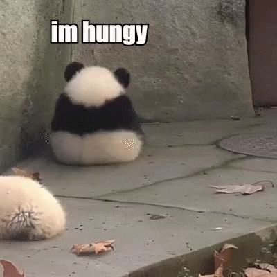 Im Hungry Hungy GIF - Im Hungry Hungy Panda - Discover & Share GIFs Hungry Meme, Im Hungry, Hungry Gif, Hungry Funny, Fat Memes, Panda Gif, Laugh Till You Cry, Panda Eyes, Anime Cupples