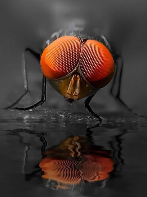 Dangerous Spiders, Weird Insects, Insect Eyes, Macro Photography Insects, Beginner Wood Burning, Photo Macro, Wild Animals Photography, Insect Photography, Graffiti Wallpaper Iphone