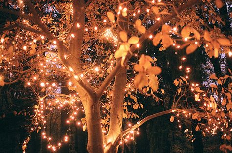 Love this picture for fall, it's my phone lock screen now, I'm ready for fall! #lockscreen #fall #photography #beautiful #pretty #leaves #lights #trees #night Autumn Fairy, Fairy Aesthetic, Autumn Lights, Christmas Wonderland, Autumn Cozy, Autumn Aesthetic, Tree Lighting, Fall Photos, Holiday Lights