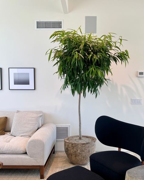 Big tree vibes ✔️ Ficus maclellandii completed for our client, styled to perfection with our friends @alltime.plants @botanixxo Ficus Maclellandii, Indoor Plants Styling, Plant Styling, Big Tree, Indoor Plant, Indoor Plants, Living Room, Plants, On Instagram