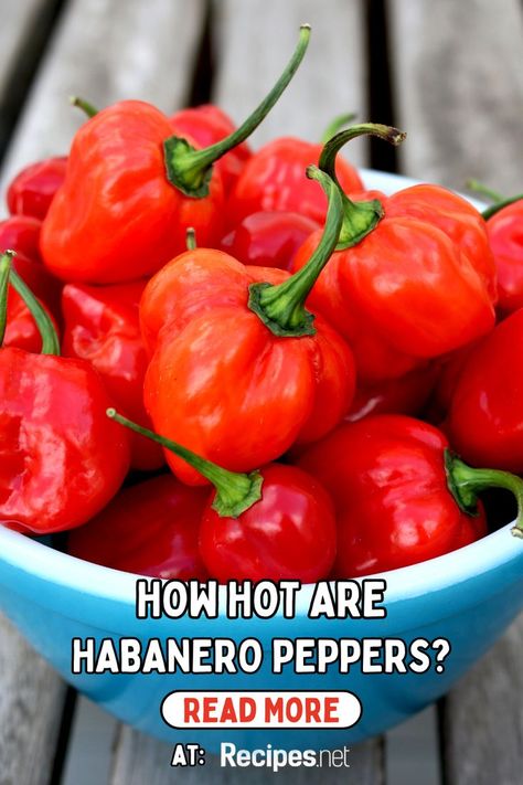 Spice up your culinary adventures with "How Hot Are Habanero Peppers?" 🌶️ Discover everything you need to know about these flavorful peppers, from their Scoville heat units to creative ways to incorporate them into your meals. Whether you're a fan of bold flavors or looking to challenge your taste buds, this pin is your go-to guide. Perfect for chili enthusiasts and anyone curious about the world of spicy cuisine. Get ready to ignite your dishes with habanero heat at Recipes.net. Salsa Ideas, Cooking Techniques Basic, Habanero Salsa, Habanero Pepper, Healthy Fruit Desserts, Breakfast Cocktails, Alfredo Sauce Recipe, Food Substitutions, Habanero Peppers