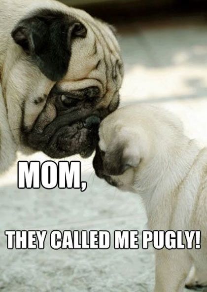 Mom, They Called me Pugly cute animals dogs adorable dog puppy animal pets funny animals pugs funny pets funny dogs pugly baby pug Unusual Pets, Anjing Pug, Pug Dogs, Baby Pugs, Pug Puppies, Unusual Animals, Pugs Funny, Baby Animals Funny, Cute Pugs