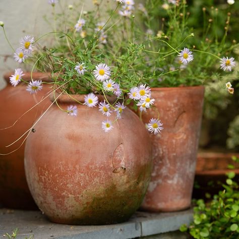 Buy Terracotta Erigeron pot - large: Delivery by Waitrose Garden Terracotta Planter, Garden Designs, Large Pots, Terracotta Pots, Garden Wall, Gourds, Flower Pots, Garden Design, Planter Pots