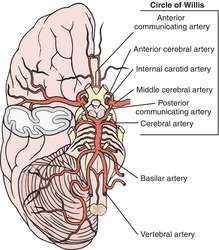 Circle of Willis | definition of circle of Willis by Medical dictionary Circle Of Willis Anatomy, Brain Anatomy And Function, Circle Of Willis, Nervous System Anatomy, Anatomy Flashcards, Vascular Ultrasound, Radiology Student, Medical Dictionary, Medical School Life