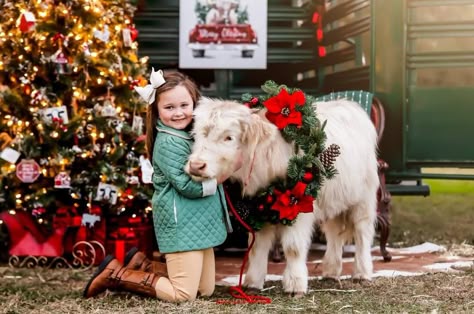 Cow Christmas Photoshoot, Highland Cow Mini Session, Farm Christmas Photoshoot, Cowboy Christmas Photoshoot, Christmas Horse Photoshoot, Western Christmas Photoshoot, Cow Photoshoot, Cow Pics, Mini Highland Cow