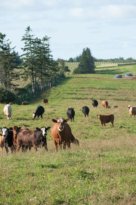 A slice of Prince Edward Island Nova Scotia Aesthetic, Prince Edward Island Aesthetic, Anne Aesthetic, Emily Of New Moon, Core Aesthetics, Travel Journey, Aesthetic Board, Green Earth, Summer Trip