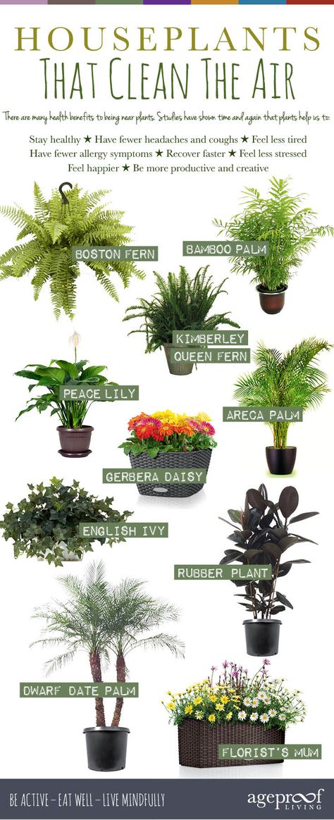 10 Best Houseplants That Clean The Air – We all know that fresh air is vital for our good health, but what if you’re stuck indoors most of the time? Heather McNicol, from interior landscaper, Urban Planters, shows how just one or two air-purifying plants can make all the difference to our wellbeing. Urban Planters, Detox Your Home, نباتات منزلية, Trendy Plants, Inside Plants, Air Purifying Plants, Garden Care, Cool Ideas, Window Design