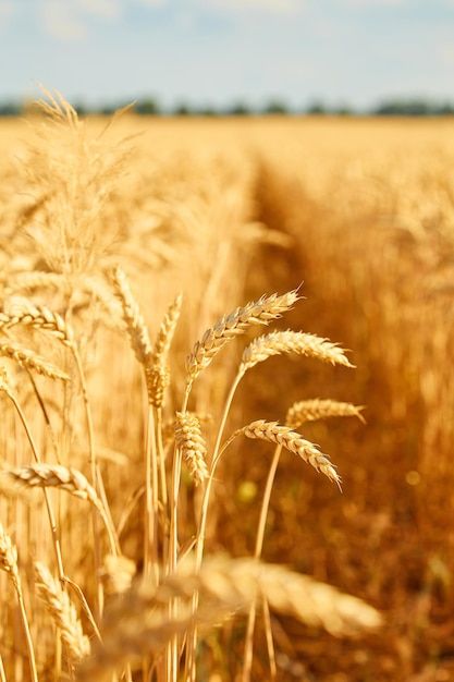 Photo image of wheat field with blue sky... | Premium Photo #Freepik #photo #sunny-day #wheat-field #sunny #rye Wheat Field Aesthetic, Wheat Field Photos, Solar Aesthetic, Wheat Vector, Book Edits, Funny Stickman, Farm Day, Warrior Cats Fan Art, Farmhouse Aesthetic