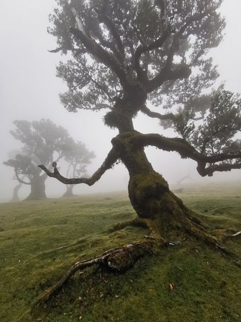 Old Tree Aesthetic, Thalia Core, Nature Reclaiming Abandoned Places, Cryptid Journal, Creepy Nature, Human Tree, Spirals In Nature, Crazy Nature, Weird Trees