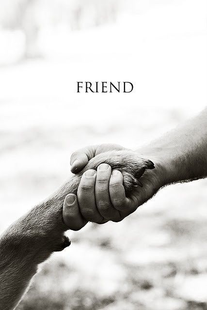 Paw and Human Shake Hands Dog Quotes Love, Love My Dog, Memes Humor, Dog Photography, True Friends, Dog Quotes, Mans Best Friend, Animals Friends, I Love Dogs