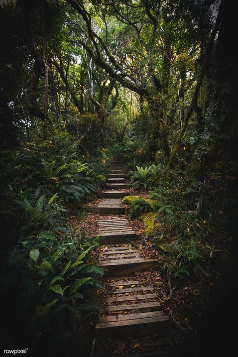 Pathway in a tropical jungle | premium image by rawpixel.com / Luke Stackpoole Jungle Aethstetic, Green Jungle Aesthetic, Dark Naturalism Aesthetic, Jungle Aesthetic, Dark Jungle, Dark Naturalism, Jungle Forest, Between Two Worlds, Dark Green Aesthetic