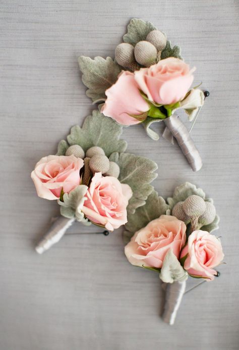 Dusty miller, blush roses and brunia wedding boutonnieres for groom and groomsmen. Magnolia Photography Wedding Flowers Blush, Wedding Magnolia, Magnolia Bouquet, Magnolia Photography, Diy Boutonniere, Wedding Badges, Cheap Wedding Flowers, Family Flowers, Pink Magnolia