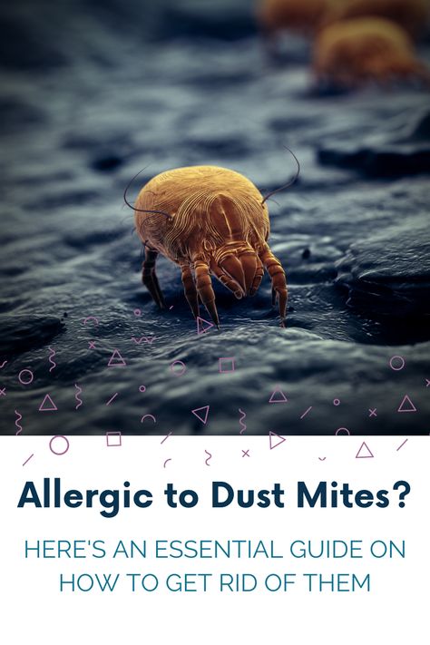 Dust Mites Allergy, Dust Allergy Cleaning, Dust Allergy Remedies, Dust Mite Spray, Dust Mite Allergy, Natural Asthma Remedies, Food Allergies Awareness, Dust Allergy, Allergy Awareness