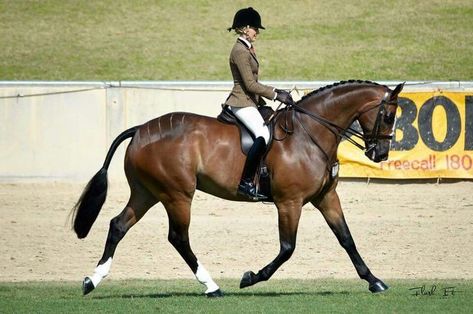 Show hunter Stadium Jumping, Hunter Horse, Equestrian Aesthetic, Equestrian Girls, Horse Gear, Hunter Jumper, All About Horses, Equestrian Riding, Equestrian Sports