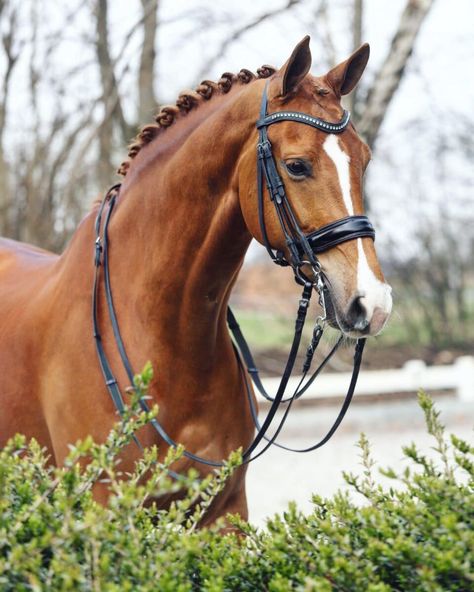 Orange Horse Aesthetic, Barn Layout, Horse Riding Aesthetic, Dutch Warmblood, Dream Horse, Horse Aesthetic, English Riding, Chestnut Horse, Pretty Horses