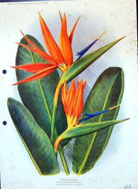 Flower Drawing Sketches, Bird Of Paradise Plant, Paradise Plant, Birds Of Paradise Flower, Soyut Sanat Tabloları, Watercolor Flower Art, Watercolor Flowers Paintings, Tropical Art, Bird Of Paradise