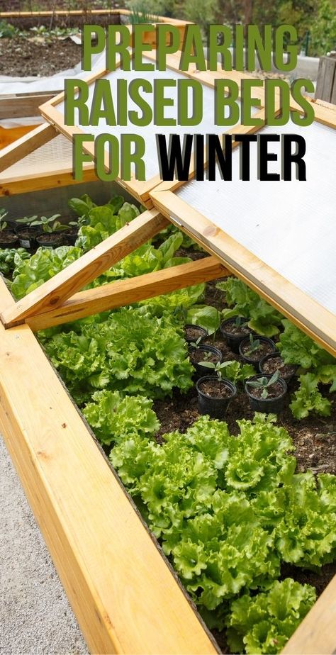 Winter Raised Beds, Raised Bed Winter Cover, Winter Raised Garden Bed, Covered Raised Garden Beds, Winter Vegetable Gardening, Raised Container Garden, Pioneer Living, Suburban Homestead, Garden Prepping