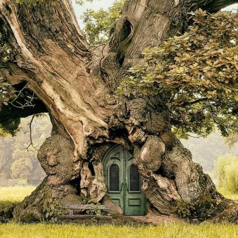 Weird Trees, Old Tree, Old Trees, Green Door, Unique Trees, Fantasy Places, Fairy Houses, Magical Places, Nature Aesthetic