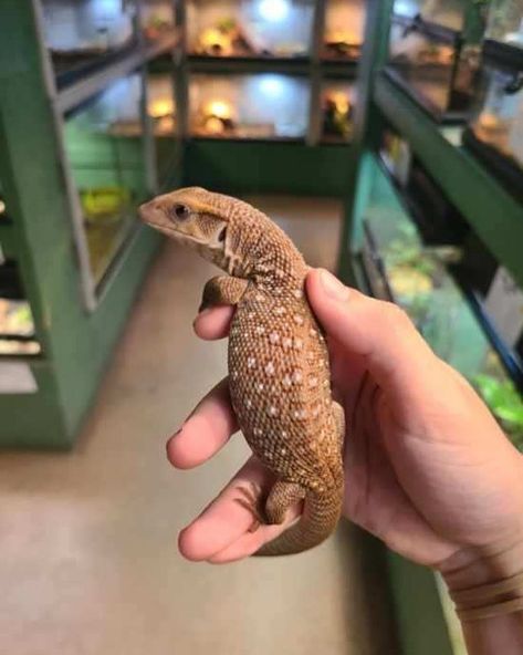 Richard Allen on Instagram: “Cute little baby Savannah monitors at Reptile Rapture. www.reptilerapture.net #reptilerapture #savannahmonitor #monitorlizard” Savannah Monitor, Richard Allen, Cute Lizard, Monitor Lizard, Reptile Habitat, Cute Reptiles, Reptiles Pet, Reptiles And Amphibians, Amphibians