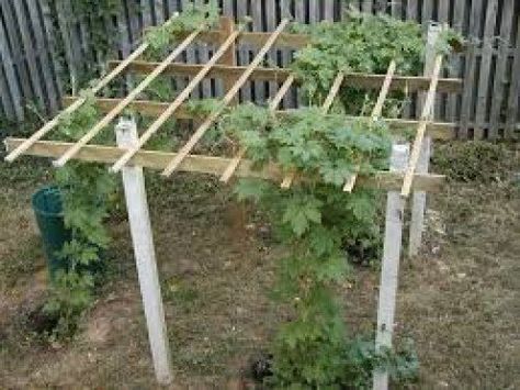 Trellis Squash Trellis, Bean Trellis, Ancient Medicine, Tomato Trellis, Cucumber Trellis, Diy Garden Trellis, Diy Trellis, Bitter Melon, Bitter Gourd