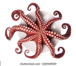 Octopus Ornament, Squid Tentacles, Sea Inspiration, Art Notes, Octopus Squid, Octopus Design, Octopus Tentacles, Animal Reference, Kraken