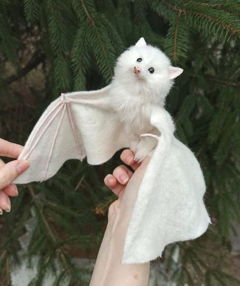 Animals Are Best Friends! | How totally beautiful is this albino bat | Facebook Bat Wings Reference, Albino Oc, Albino Art, Albino Bat, Bat Creature, Albino Cat, Bat Cute, Fox Bat, Rare Albino Animals