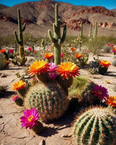 Arizona Flower, Arizona Cactus, Desert Flowers, Edible Garden, Exotic Flowers, Cactus Plants, Arizona, Cactus, Coasters