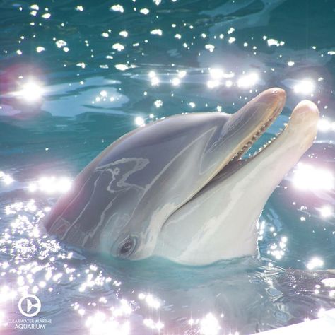 2000s Dolphin Aesthetic, Dolphins Wallpaper, Hellenic Polytheism, Dolphin Photos, Different Types Of Animals, Aesthetic Pfps, Pink Dolphin, Real Mermaids, Types Of Animals