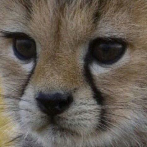 Big Cat Family, Sand Cat, Cheetah Cubs, Baby Cheetahs, Baby Lion, Pretty Animals, Cat Family, Cheetahs, Cute Wild Animals