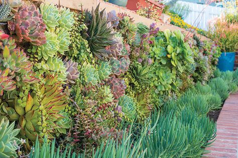 Copy That - San Diego Home & Garden - August 2017 San Diego Front Yard Landscaping, San Diego Landscape, San Diego Landscape Ideas, San Diego Home, Tropical Garden Design, Tropical Nature, Waterwise Garden, Hillside Landscaping, San Diego Houses