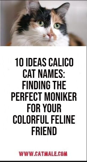 10 ideas Calico Cat Names: Finding the Perfect Moniker for Your Colorful Feline Friend Orange Kitten Names, Desert Names, Names For Tabby Cats, Kitten Names Girl, Tortoiseshell Cat Names, Calico Cat Names, Girl Cat Names, Calico Cat Facts, Cute Cat Names