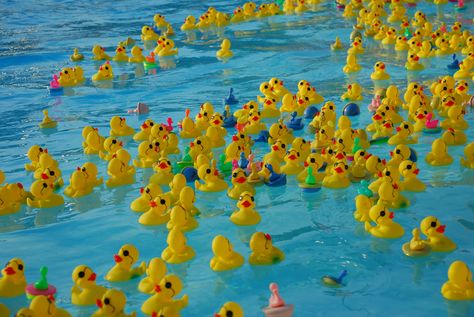 rubber duck races | Visit Kokomo Blog Kokomo Beach, Duck Race, Kokomo Indiana, Collateral Beauty, Washed Ashore, Rubber Duckies, Theme Days, Planet Ocean, Kiddie Pool