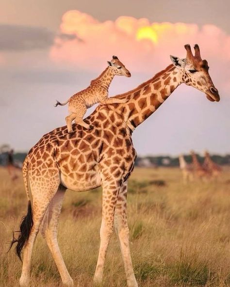 Mum, I  am tired. Get on my back,  you aren't heavy,  you are my baby❤ Wild Birds Photography, Baby Zoo Animals, Giraffe Pictures, Beautiful Wildlife, I Am Tired, Am Tired, Super Cute Animals, Cute Wild Animals