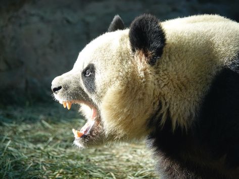 Panda Reference Photo, Panda Reference, Panda Pictures, Animal Studies, Head Anatomy, Ancient Asia, Panda Head, Animal References, Animal Study