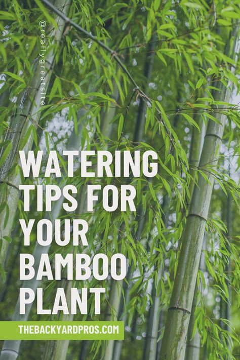 Bamboo Bliss: The Watering Guide You've Been Waiting For! 🌱🚰: Don't let your bamboo stress out from thirst! Explore the science behind the perfect watering routine for these graceful plants. Dive into our expert tips and watch your bamboo flourish like never before. Your indoor oasis is just a click away! 🌿💦 #BambooLove #IndoorPlants #PlantCare101" Bamboo Species, Growing Bamboo, Indoor Oasis, Bamboo In Pots, Bamboo Plant, Garden Hacks, Bamboo Garden, Lucky Bamboo, Clay Soil