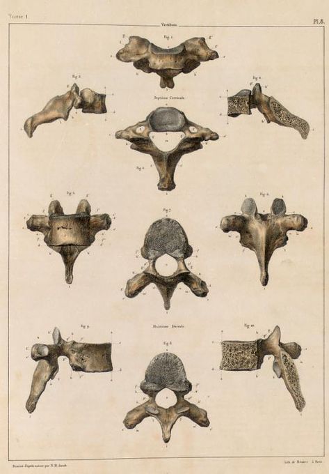 Vertebrae Art, Thoracic Vertebrae, Anatomy Images, Skeleton Anatomy, Texture Inspiration, Anatomy Study, Human Reference, Disney Sketches, Inspirational Artwork