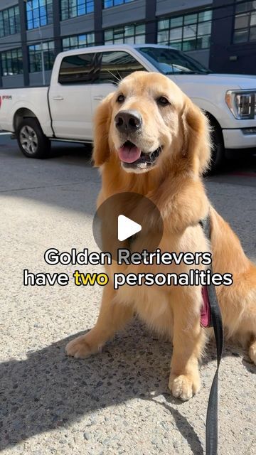 Hudson B. Mason on Instagram: "Still have to love them 😍❤️ #goldenlife #dogparents #splitpersonality #sillydogs" Labradoodle Retriever, Golden Retriever Funny Videos, Golden Labrador Puppies, Canine Drawing, Golden Retriever Funny, Most Beautiful Dogs, Famous Dogs, Smart Dog, Silly Dogs