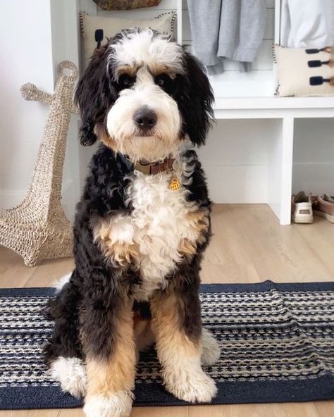 Bernedoodle Teddy Bear Haircut, Bernedoodle Grooming Styles, Bernedoodle Haircut Styles, Bernie Doodle, Doodle Haircuts, Doodle Cuts, Cute Doge, Dog Grooming Styles, Puppy Grooming