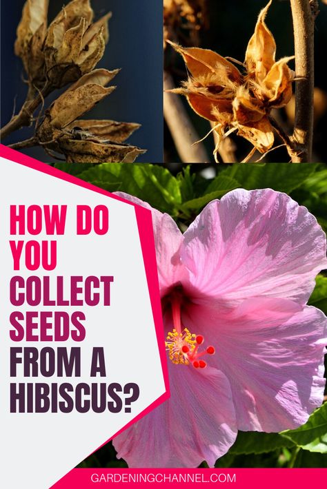 How To Harvest Hibiscus Seeds, Growing Hibiscus From Cuttings, Hibiscus Seed Pods, How To Grow Hibiscus From Seed, Hibiscus Seeds How To Grow, How To Grow Hibiscus, Hibiscus Fertilizer, Plant Hibiscus, Hibiscus Seeds