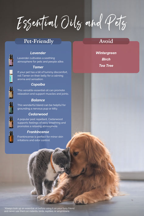 Animal Tips, Doterra Oils Recipes, Essential Oils Dogs, Doterra Recipes, Holistic Pet Care, Diluting Essential Oils, Are Essential Oils Safe, Doterra Business, Essential Oil Diffuser Blends Recipes