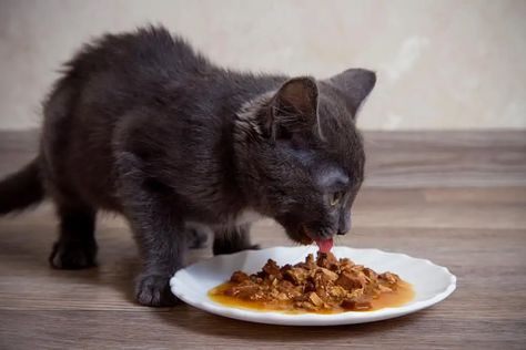 6 Homemade Cat Gravy Recipes (Vet Approved) - Excited Cats Excited Cat, Diy Cat Food, Raw Cat Food Recipes, Chat Diy, Homemade Cat Food, Canned Cat Food, Homemade Gravy, Homemade Cat, Healthy Cat