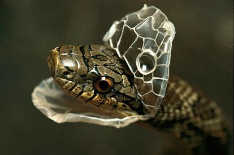 Snake Shedding, Pretty Snakes, Pet Snake, Snake Art, Beautiful Snakes, God's Heart, Snake Patterns, Reptiles And Amphibians, A Snake