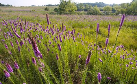 I’ve gotten some of my best butterfly pictures on this native wildflower. The the 3-4 foot tall flowering spikes are magnets for butterflies and hummingbirds.   The Prairie Blazingstar has just started to bloom at the Prairie Garden Trust (PGT). It should keep blooming over the next month.  #blazingstar #liatris #blossom #wildflower  #landscape #meadow #native #prairie #flower #bloom #purple #nature #naturephotography #ArtForHealing #HealthcareDesign #fineartphotography Healthcare Art, Prairie Planting, Prairie Garden, Meadow Garden, Rain Garden, Butterfly Pictures, Native Garden, Monarch Butterfly, Art Blog