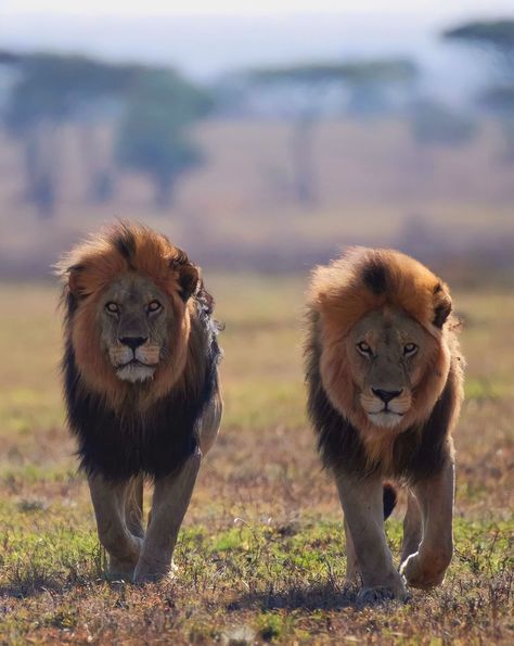 Brothers Snyggve & Tryggve, rulers of the Asilia Namiri Plains Sons of the famous legends C-boy and Hildur **original names were Bob Junior and Bullett, the swedish man renamed them to more fitting names. Serengeti National Park, Tanzania Dec 2022 Lion Artwork, Lion Photography, Lion Love, Cool Boy Image, Lion Images, Lion Pictures, African Lion, Cat Character, Lion Art