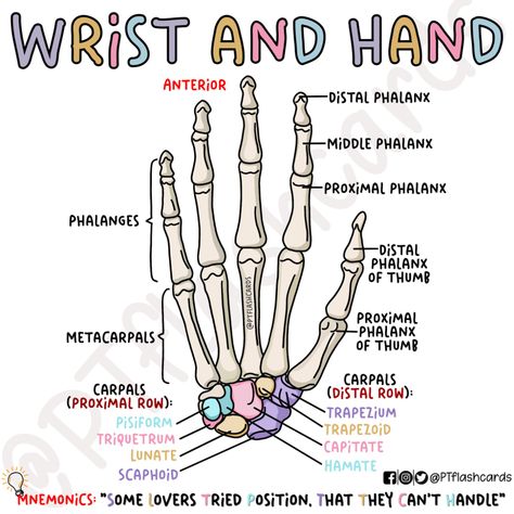 (1) PT flashcards på X: «Wrist and Hand: Carpal bones in the wrist ❤️ Reference: Tortora, Gerard J., and Bryan Derrickson. Principles of Anatomy and Physiology. 12th ed, John Wiley & Sons, 2010. #Anatomy #PhysicalTherapy #PTknows #PTstudygram #MedicalFacts #Studygram #PTreviews #Medicine #medstudent https://t.co/FJldgrr4zH» / X Wrist Bones Anatomy, Wrist And Hand Anatomy, Bone Notes Anatomy, Anatomy And Physiology Mnemonics, Anatomy Of A Hand, Anatomy Bones Studying, Anatomy Memorization Tips, Study Tips For Anatomy And Physiology, Intro To Anatomy And Physiology Notes