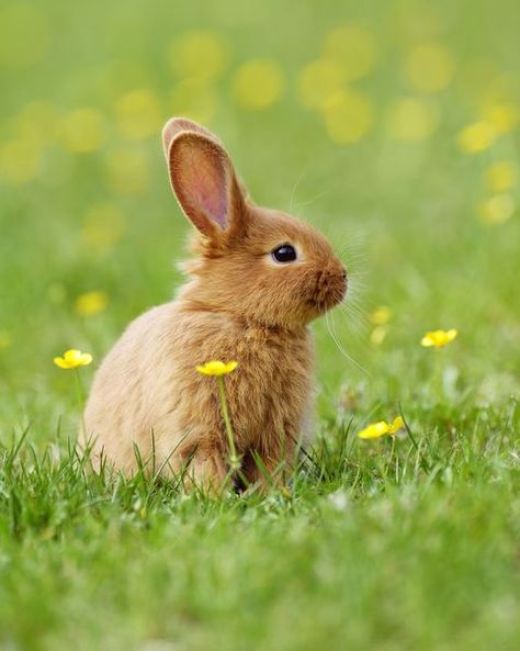 Domestic rabbit, Rabbit, Mountain Cottontail, Rabbits and Hares, Mammal, Hare, Grass, Wildlife, Meadow, Grass family, Alfalfa Sprouts, Rabbit Eating, Animal Funny, Bunny Wallpaper, White Bear, Seo Expert, Cute Animal Photos, Baby Bunnies