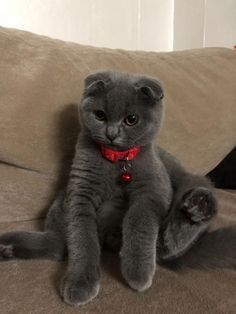 Scottish Fold Kittens, Most Popular Cat Breeds, Cat Area, Popular Cat Breeds, Dream's Cat, Grey Kitten, رعب نفسي, Russian Blue Cat, Gray Cat